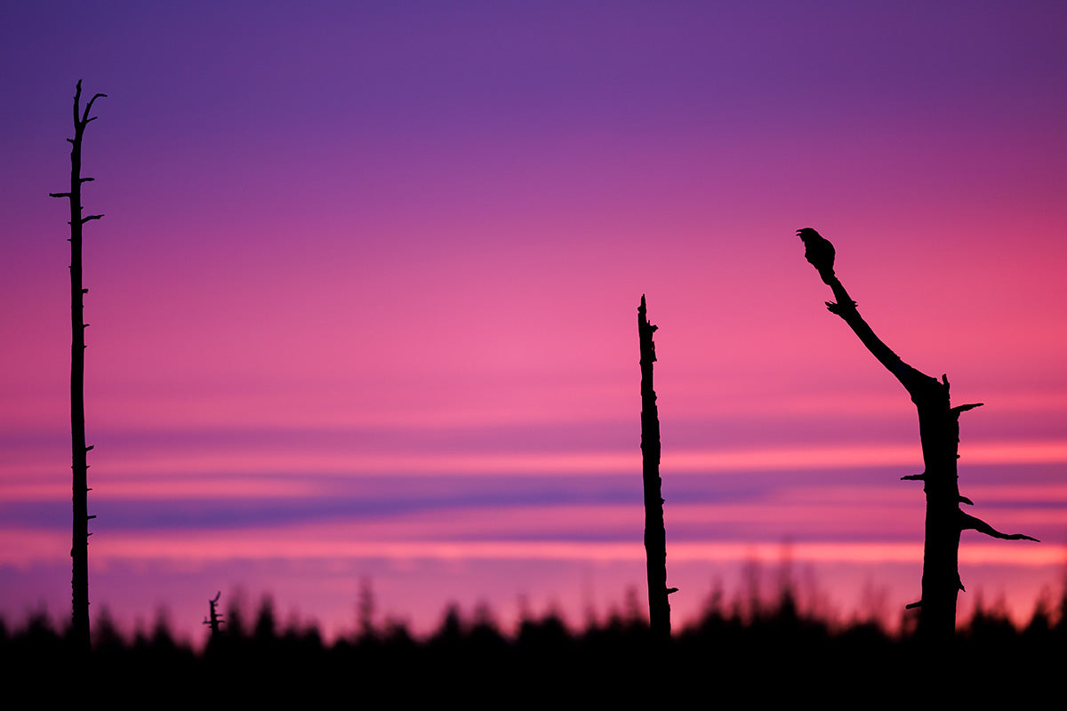 Cuervo al amanecer en la frontera