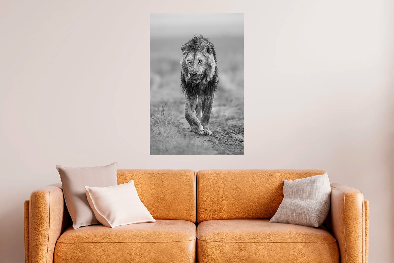 León moviéndose al amanecer B/N