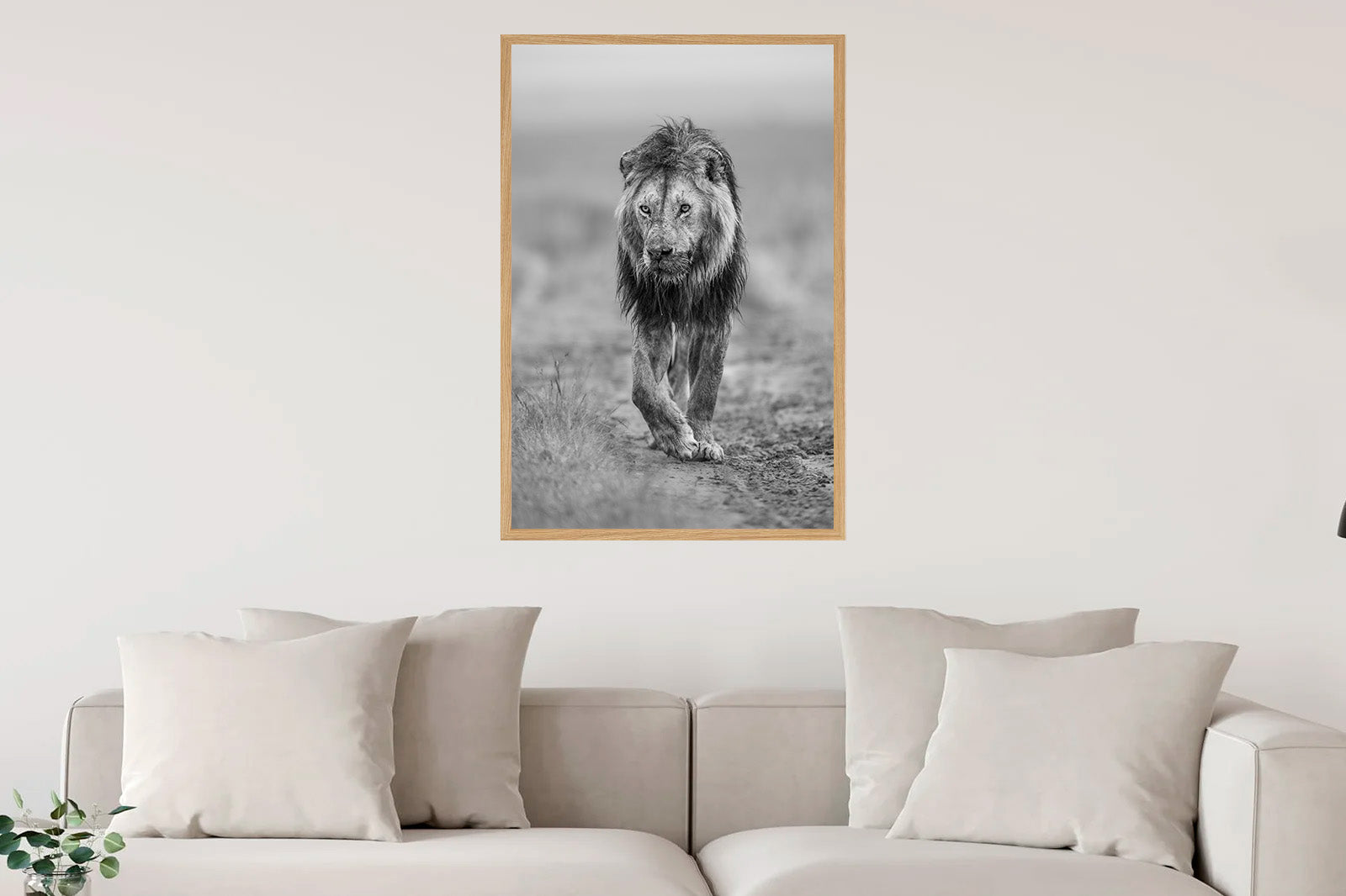 León moviéndose al amanecer B/N