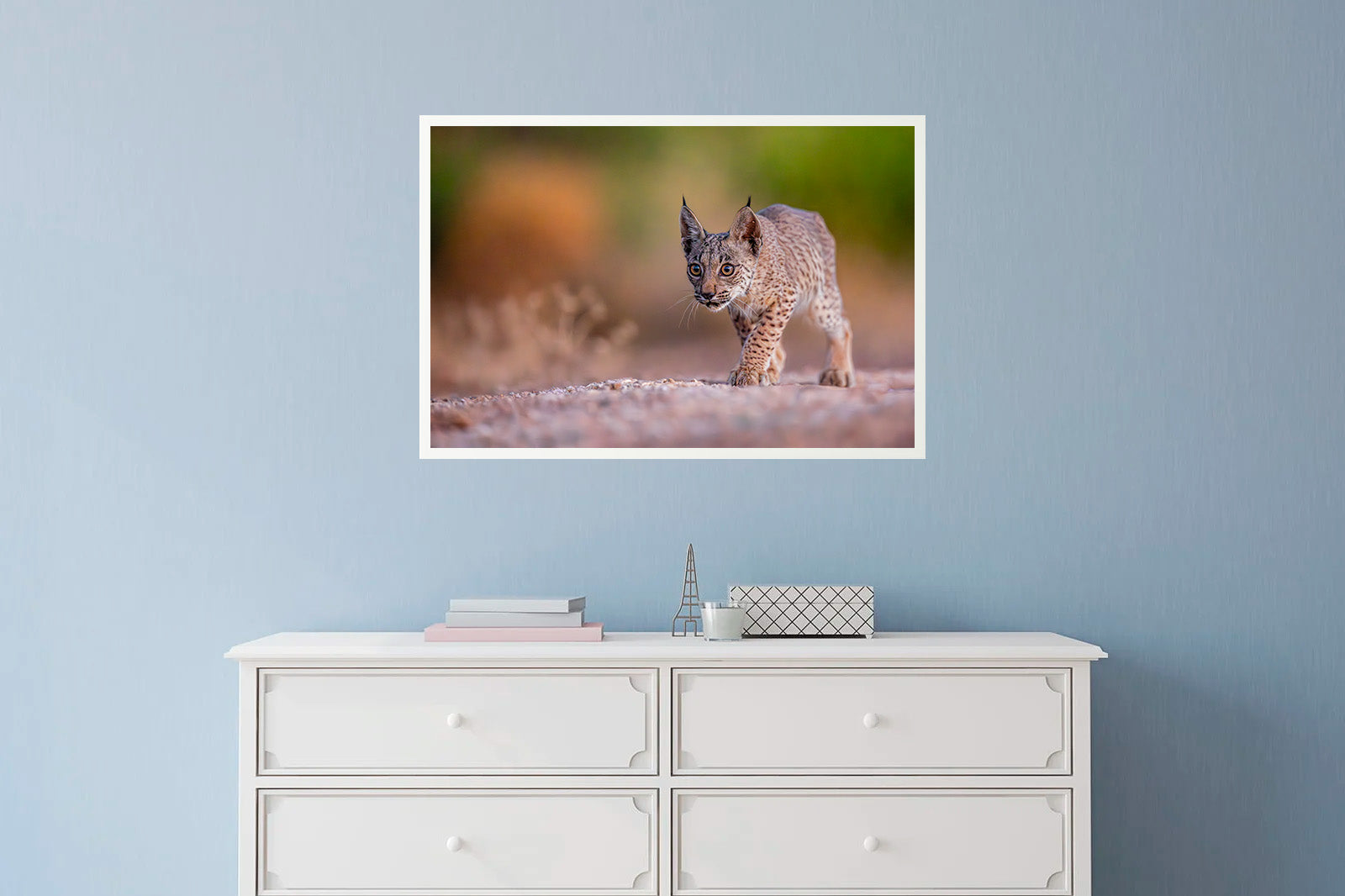 Cachorro de lince moviéndose sigiloso al amanecer