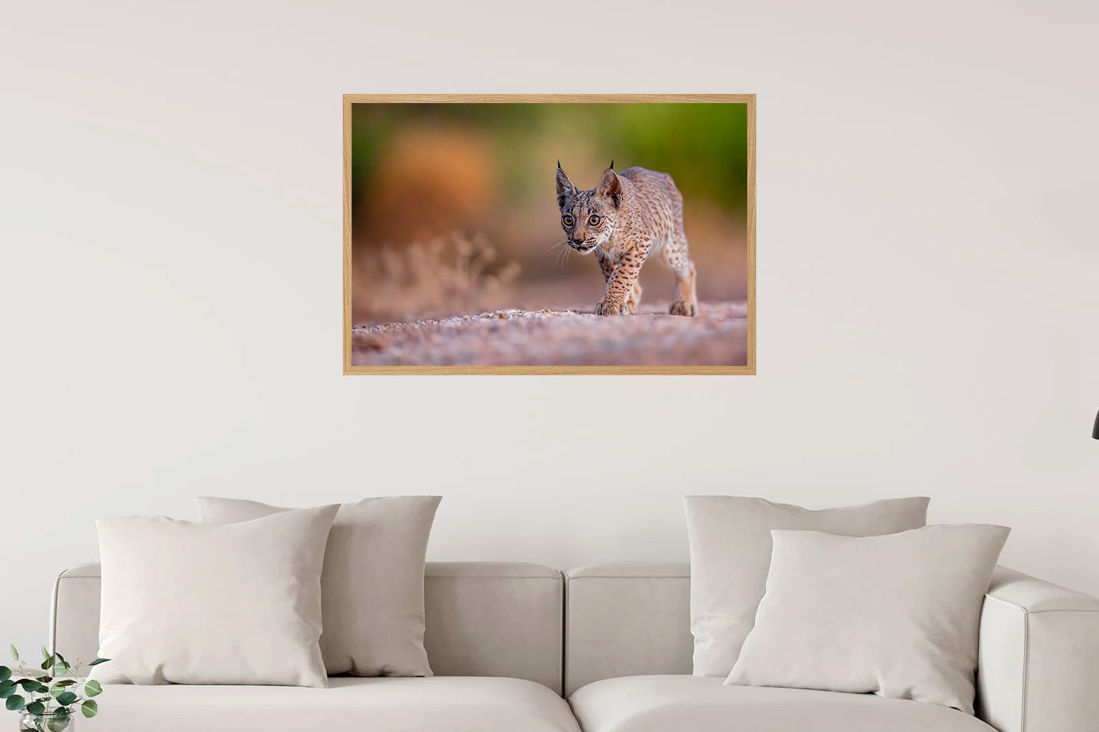 Cachorro de lince moviéndose sigiloso al amanecer