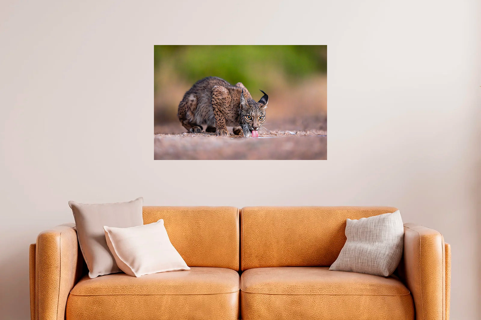 Lince bebiendo agua al amanecer