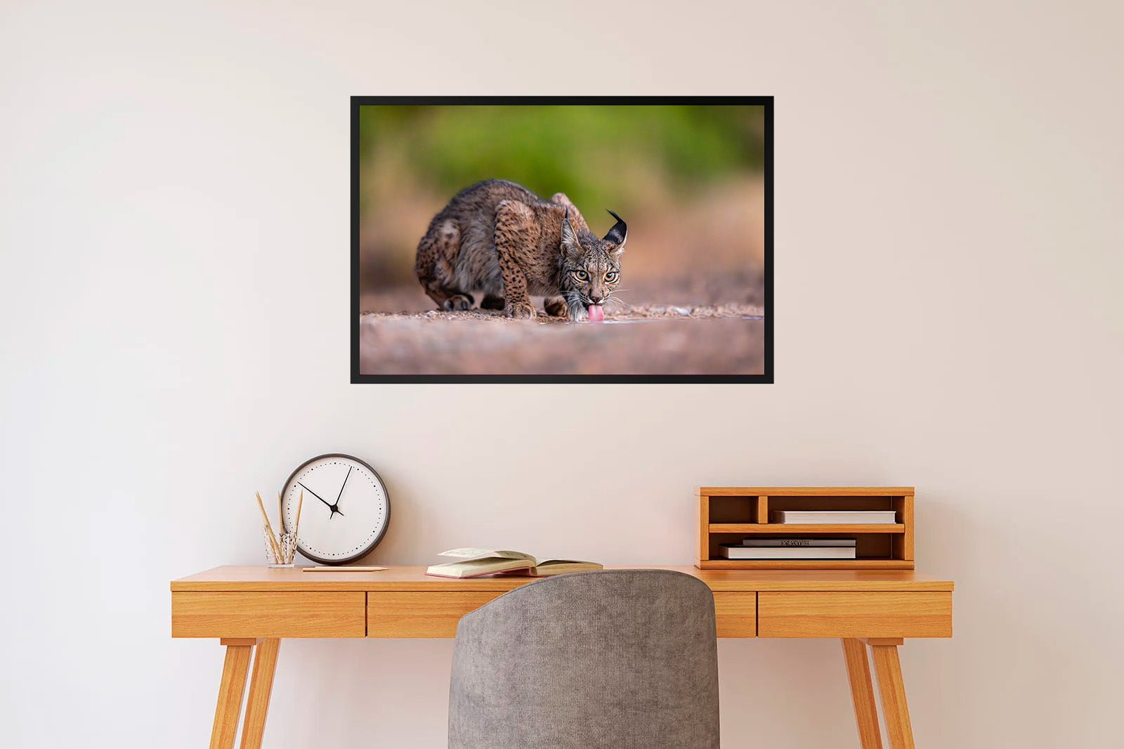 Lince bebiendo agua al amanecer