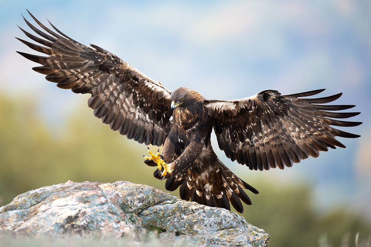 Águila real aterrizando sobre una roca