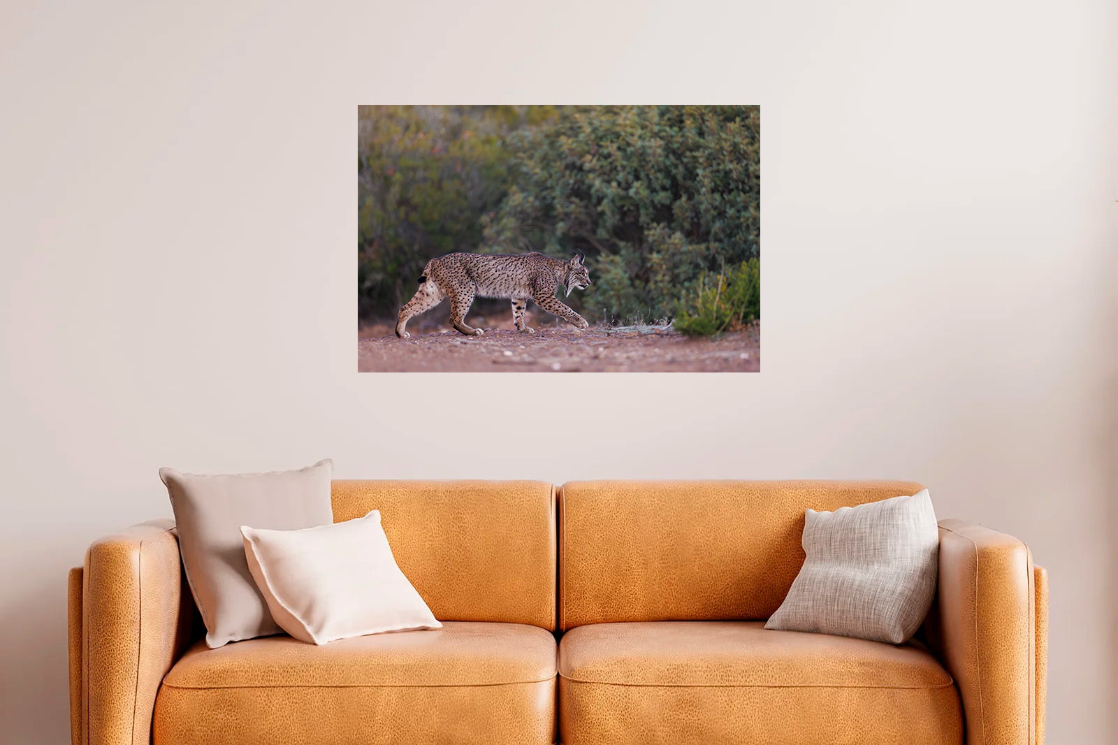 Lince caminando sigiloso