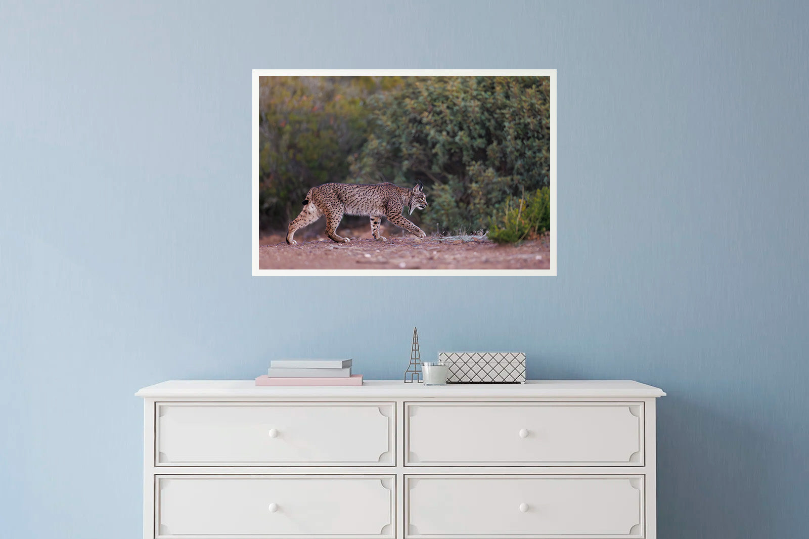 Lince caminando sigiloso