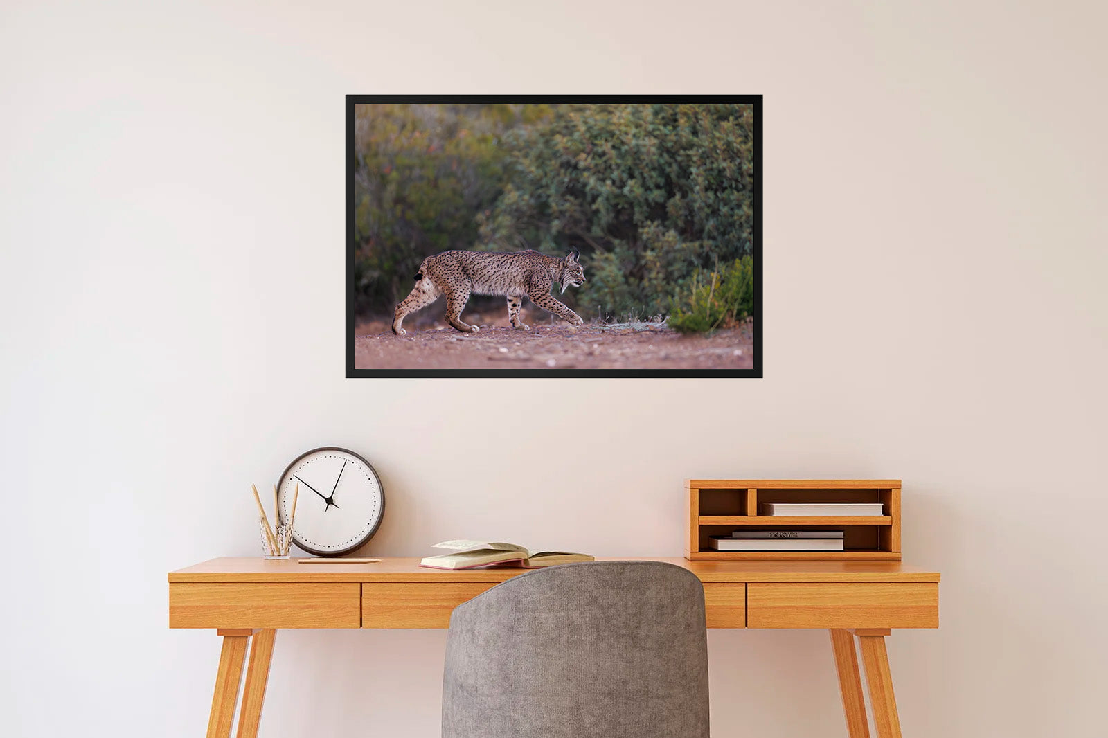 Lince caminando sigiloso