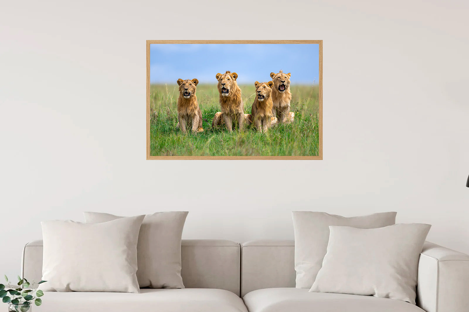 Cuatro leones jóvenes entre la hierba