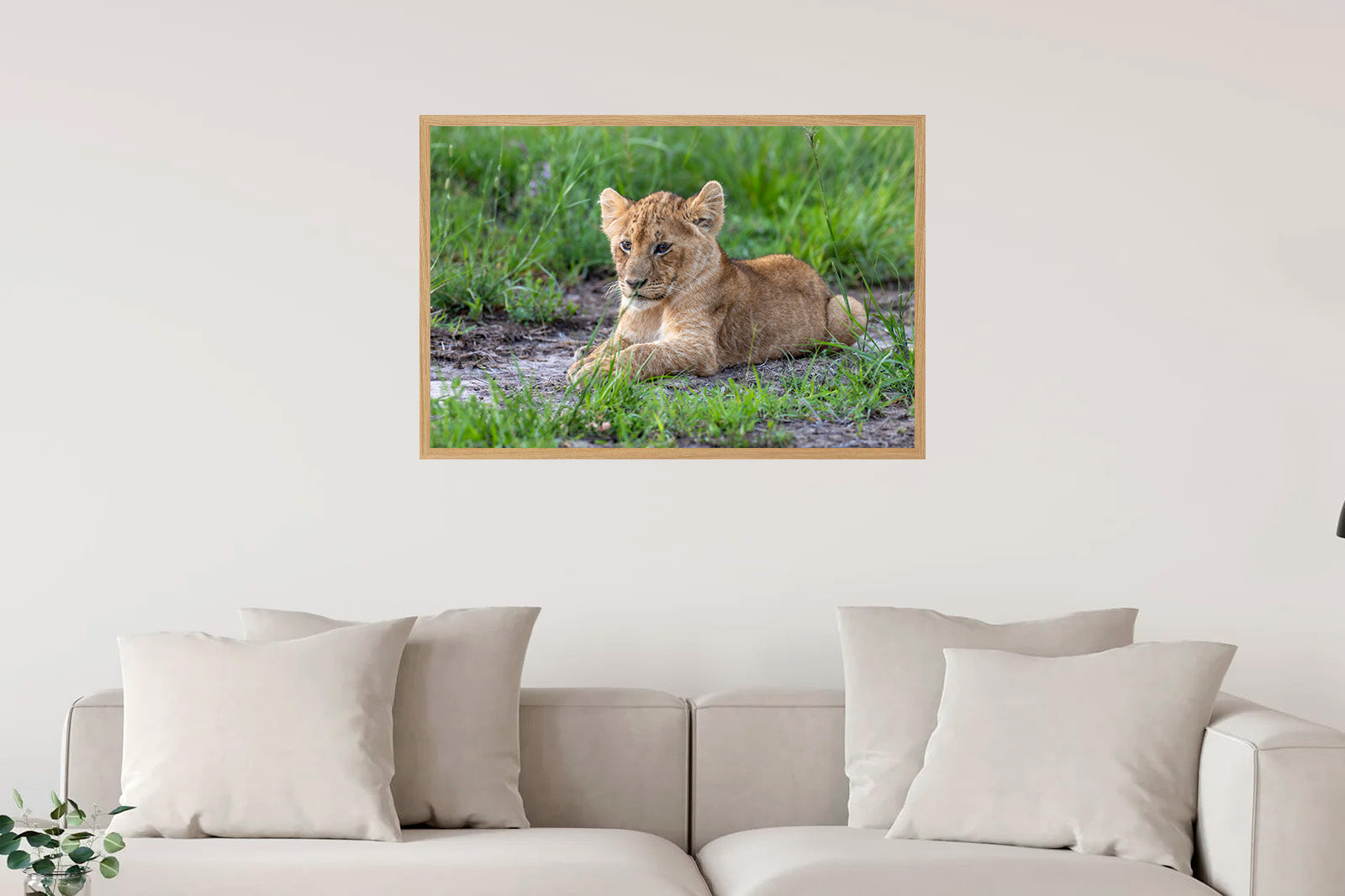 Cachorro de león descansando en la hierba