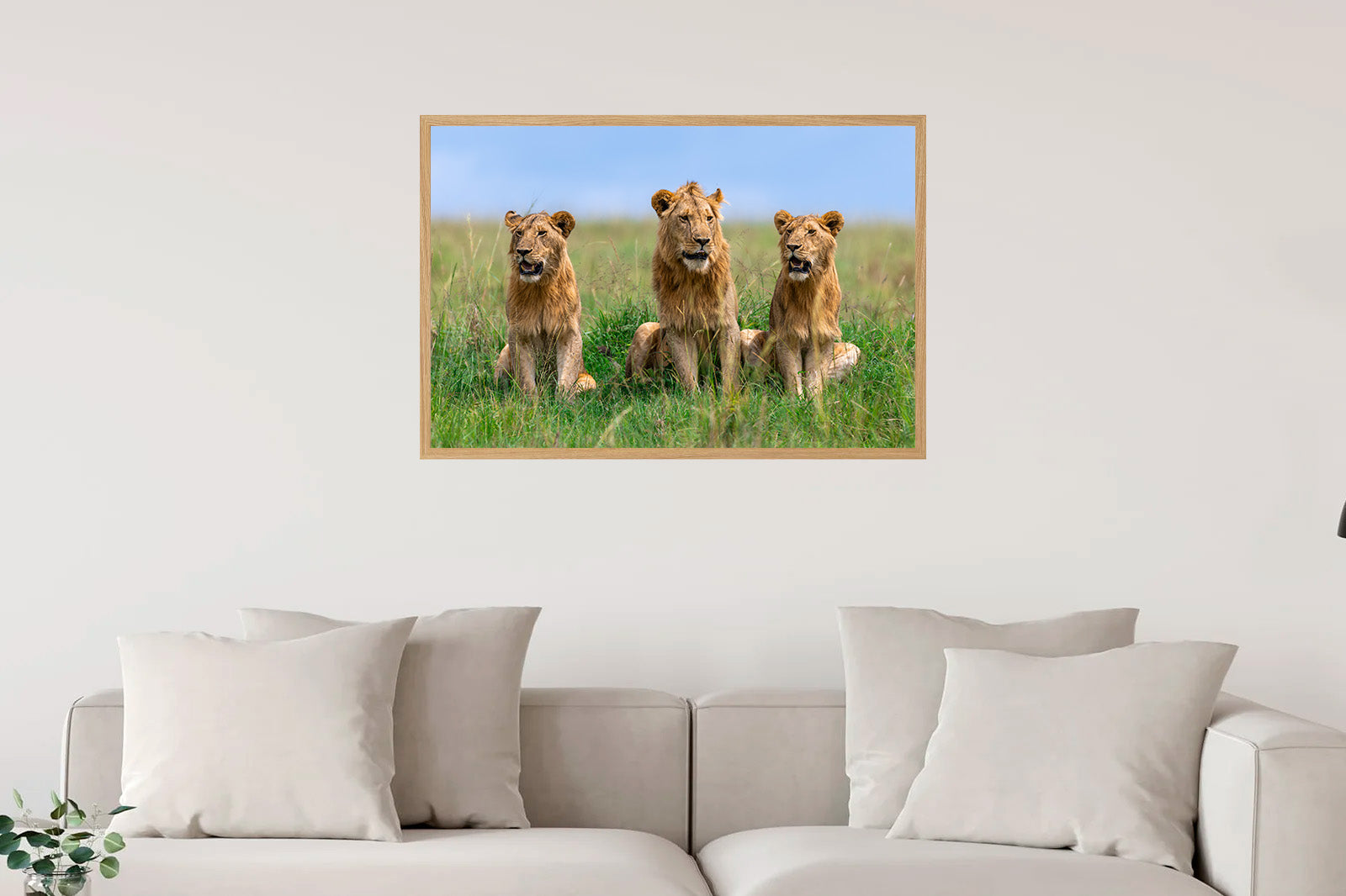 Tres leones jóvenes entre la hierba