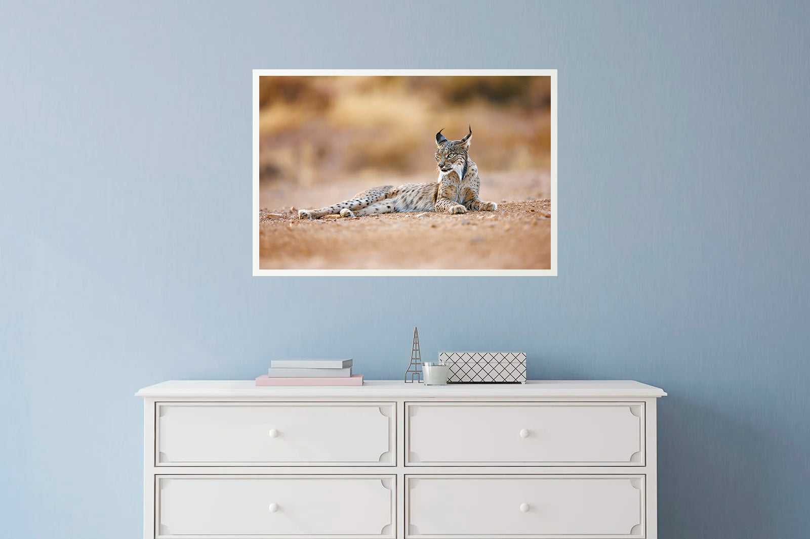 Lince ibérico tumbado con mirada lateral