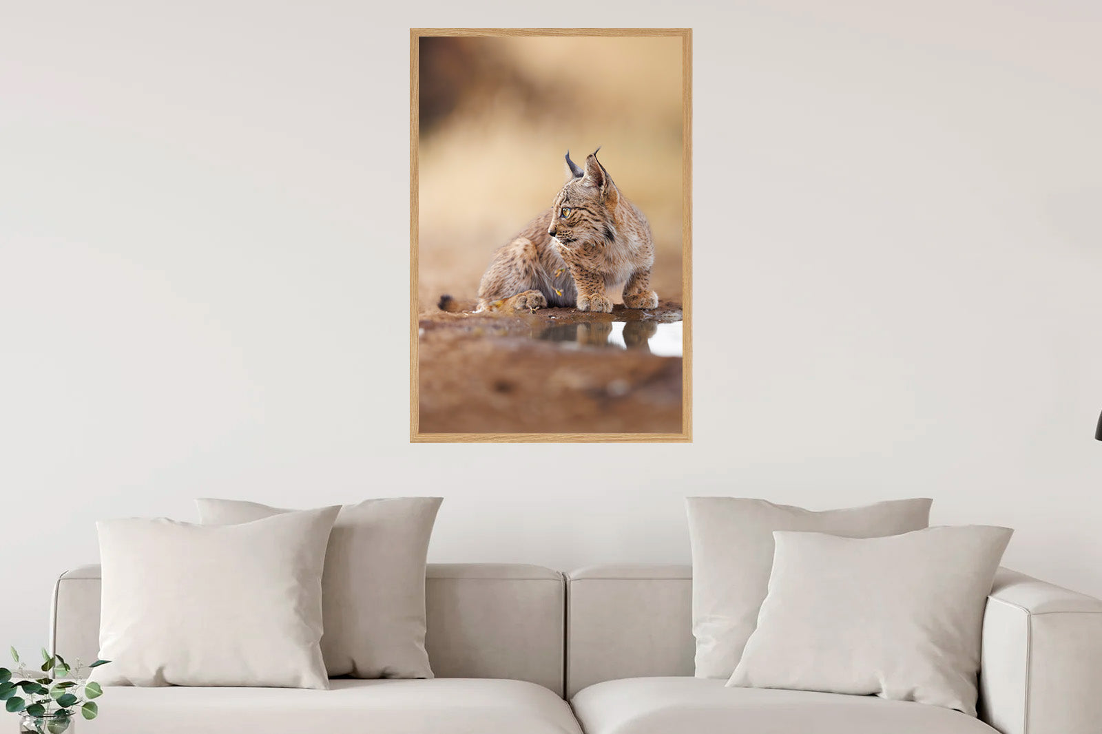 Cachorro de lince mirando a un lado