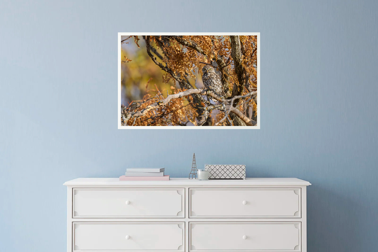 Mochuelo entre ramas otoñales