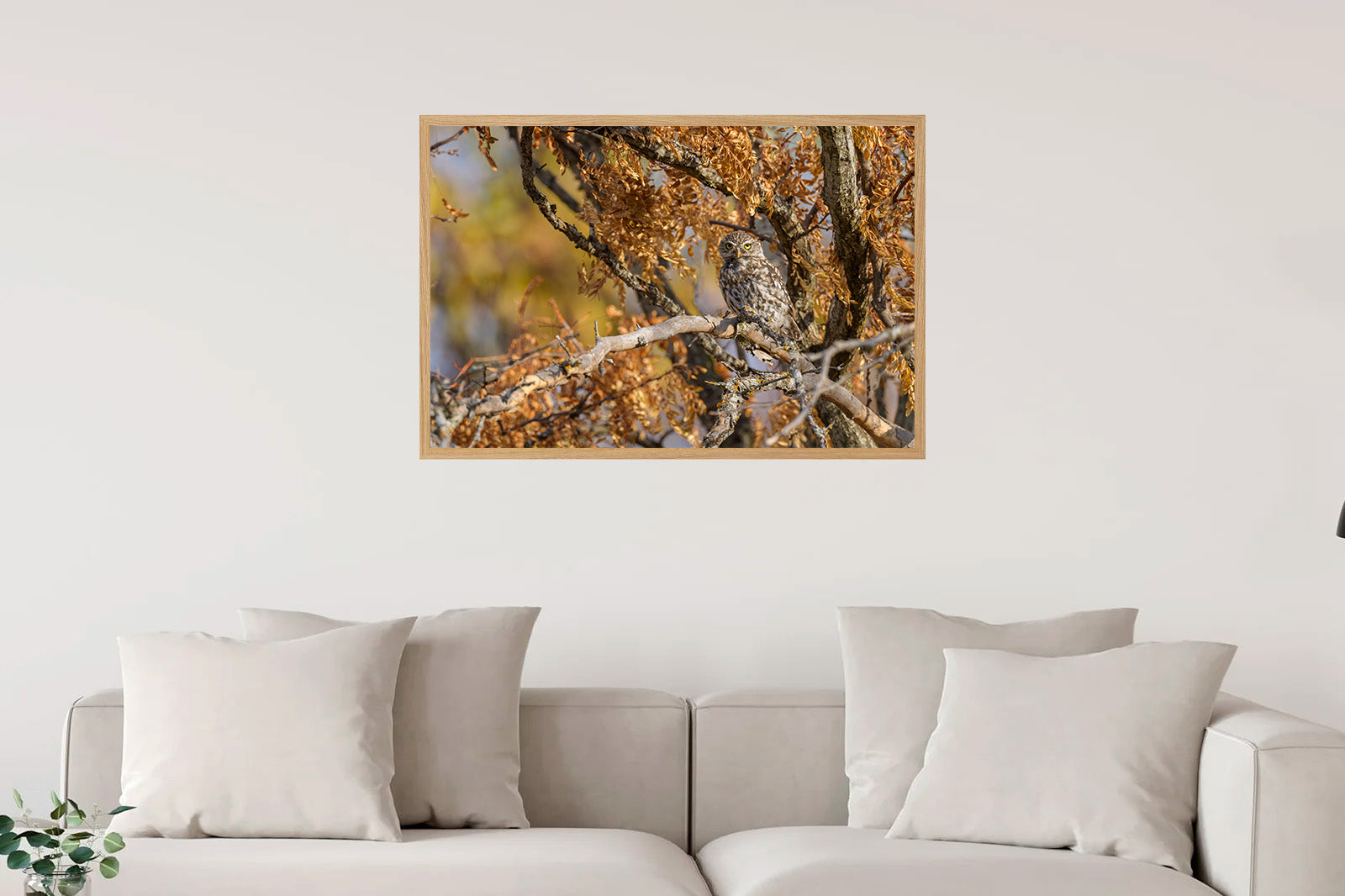 Mochuelo entre ramas otoñales