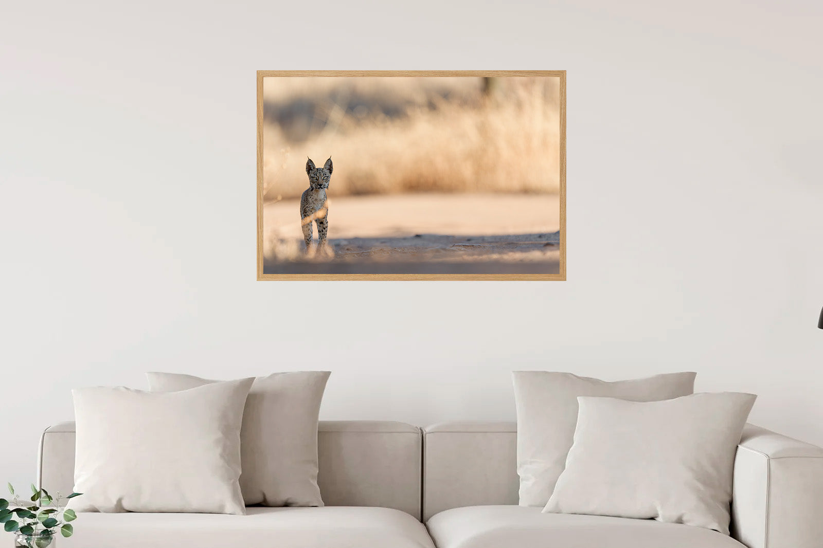 Cachorro en la sombra mirando de frente