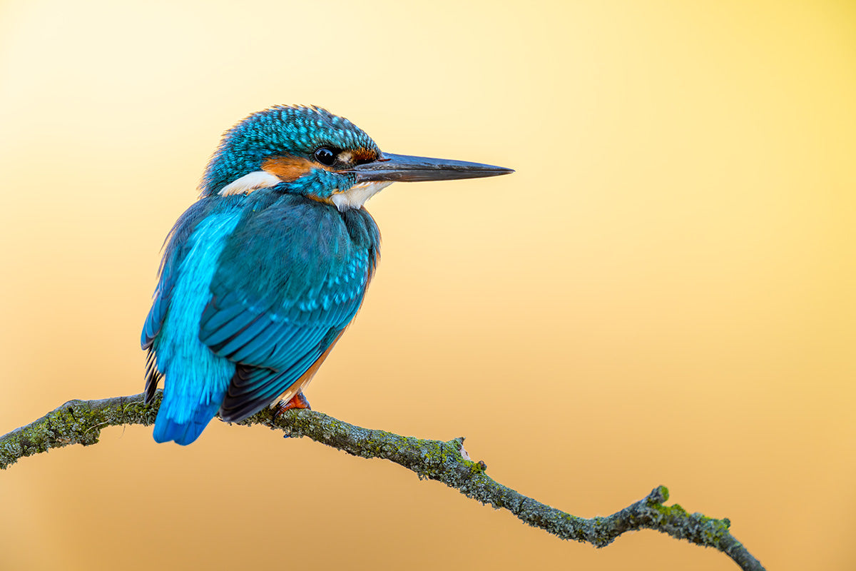 Martín pescador en fondo anaranjado