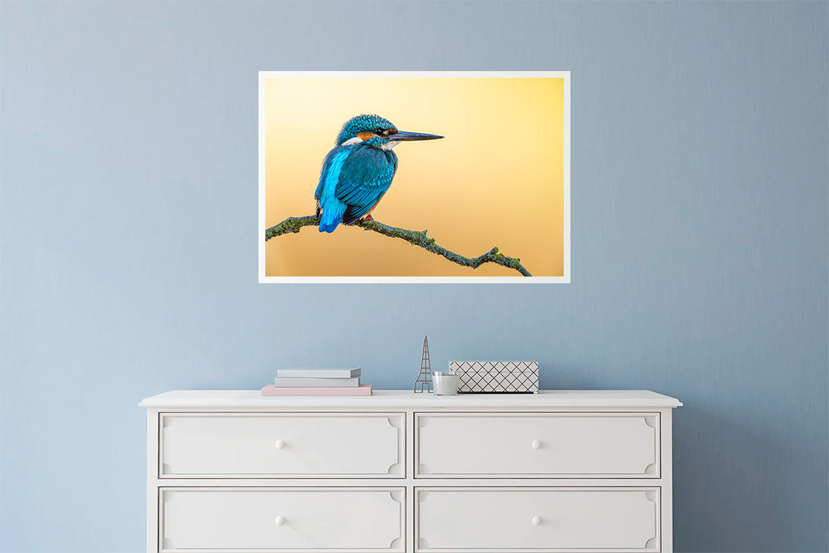 Martín pescador en fondo anaranjado