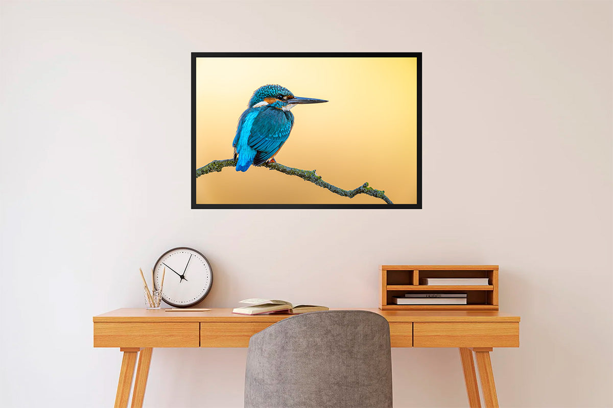 Martín pescador en fondo anaranjado