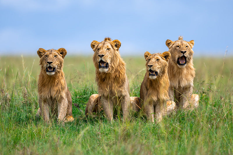 Leones