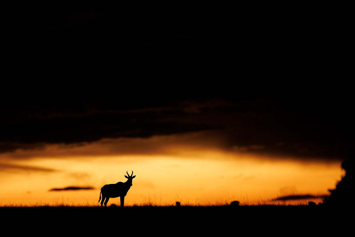Antílope bajo la tormenta al atardecer