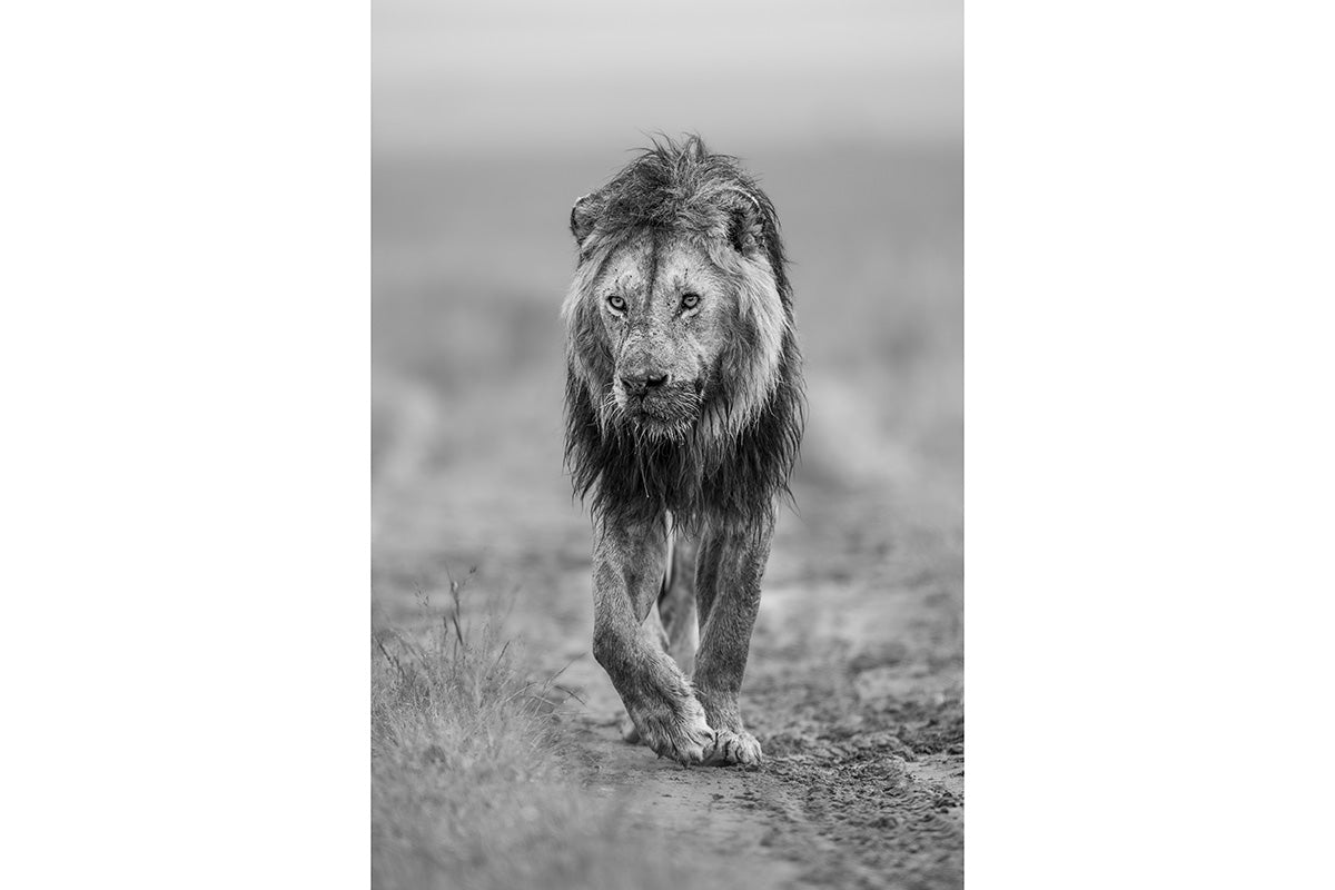 León moviéndose al amanecer B/N