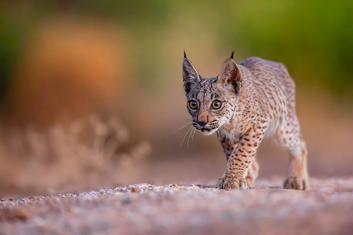 Cachorro de lince moviéndose sigiloso al amanecer