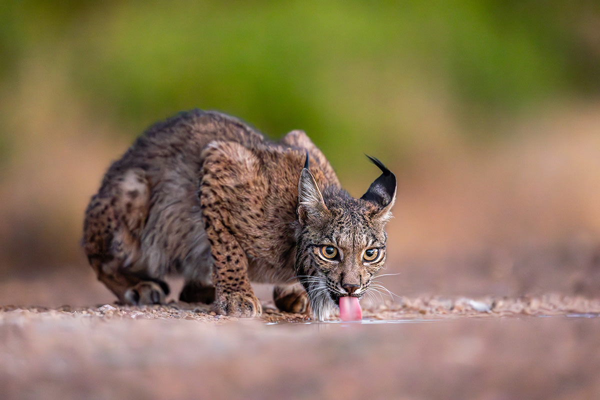 Lince bebiendo agua al amanecer