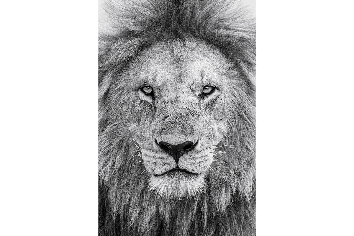 Retrato en blanco y negro de un león adulto
