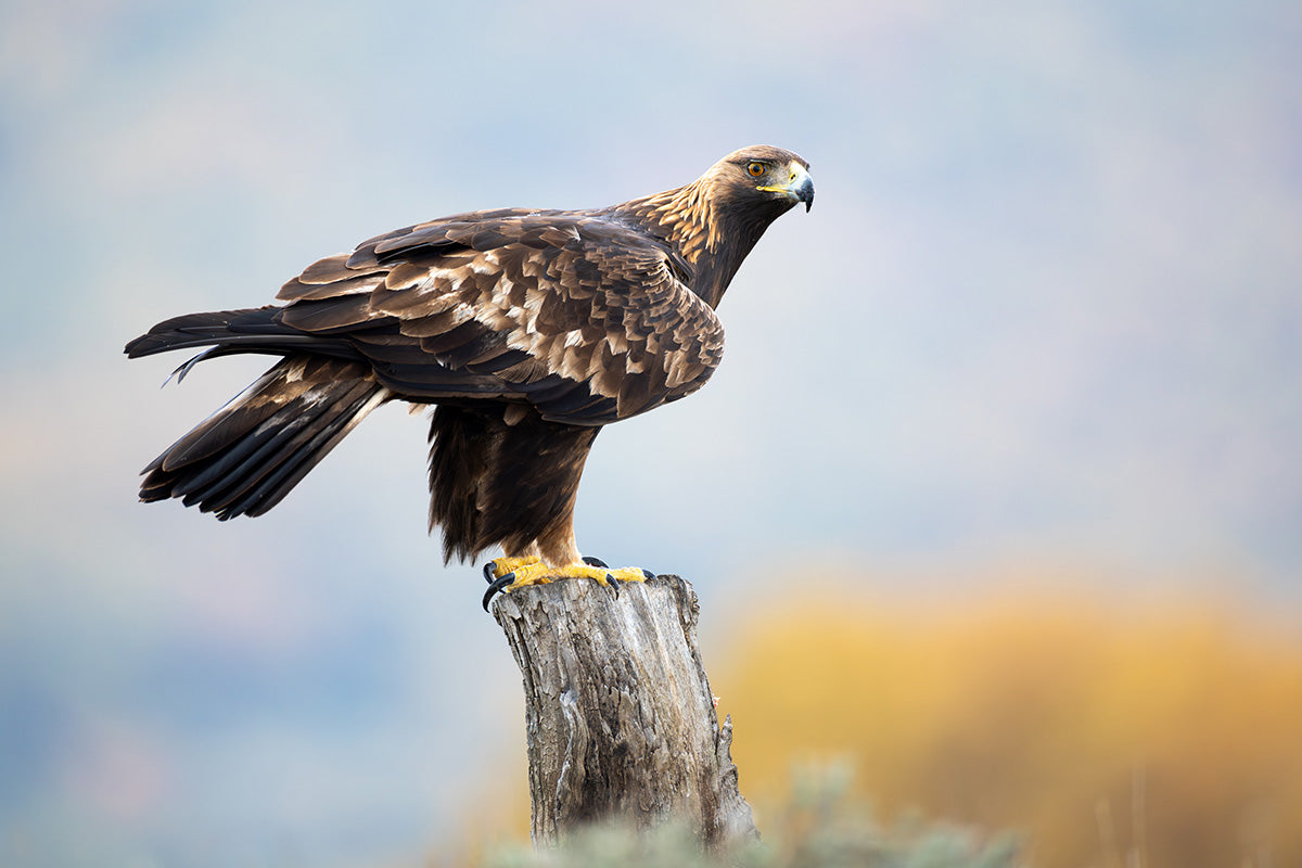 Águila real posada sobre un tronco