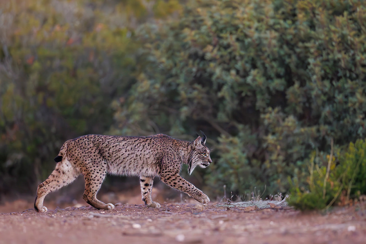 Lince caminando sigiloso