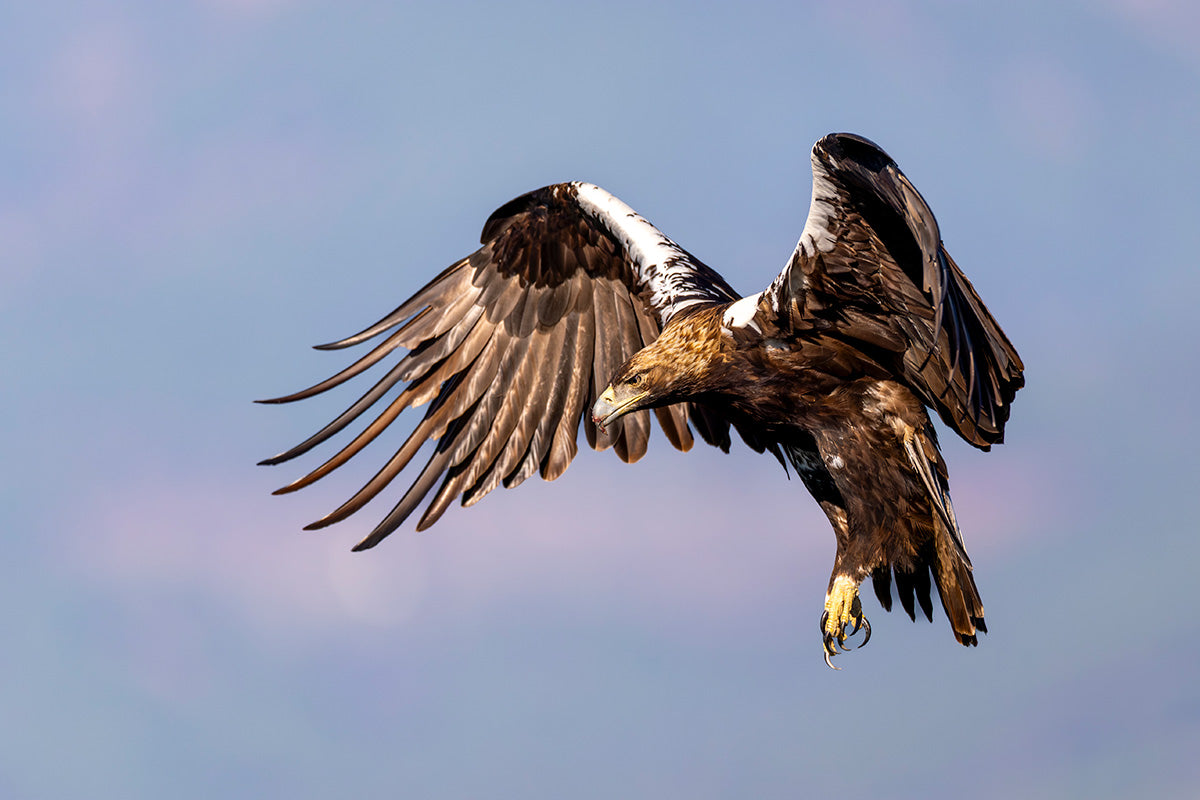 Águila imperial frenando en vuelo