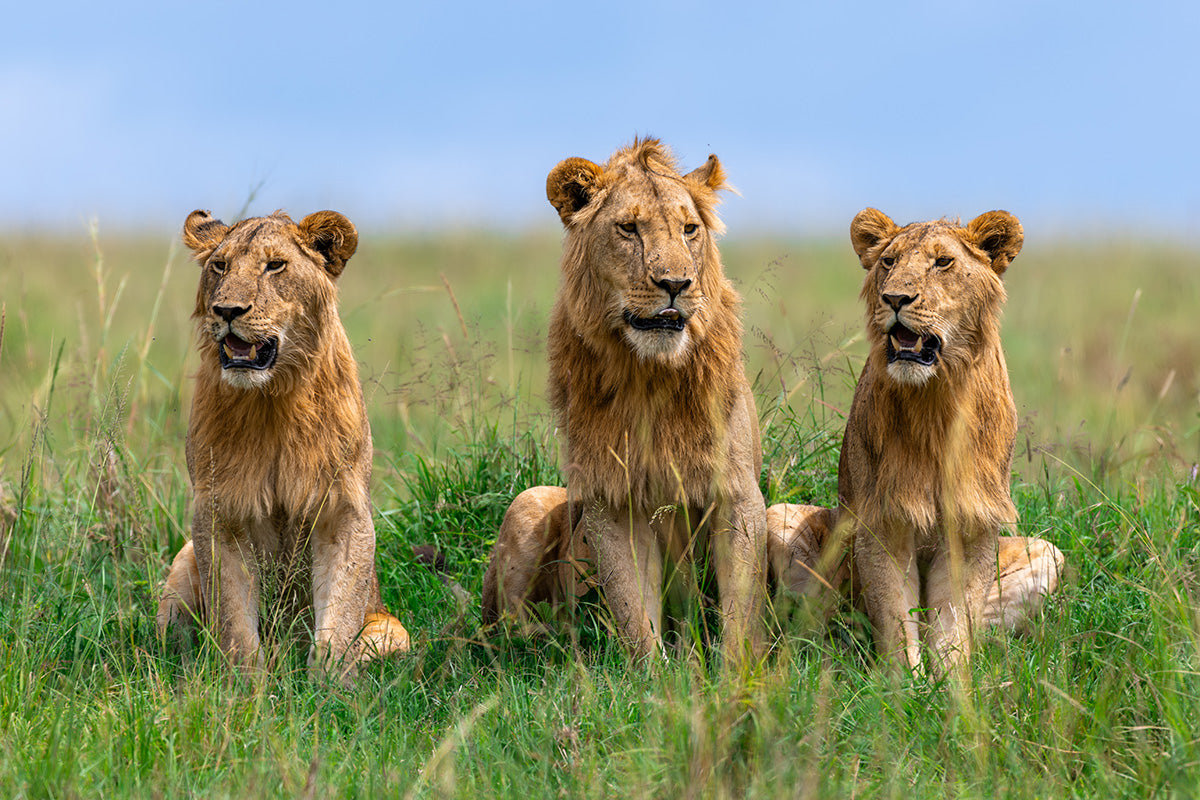 Tres leones jóvenes entre la hierba