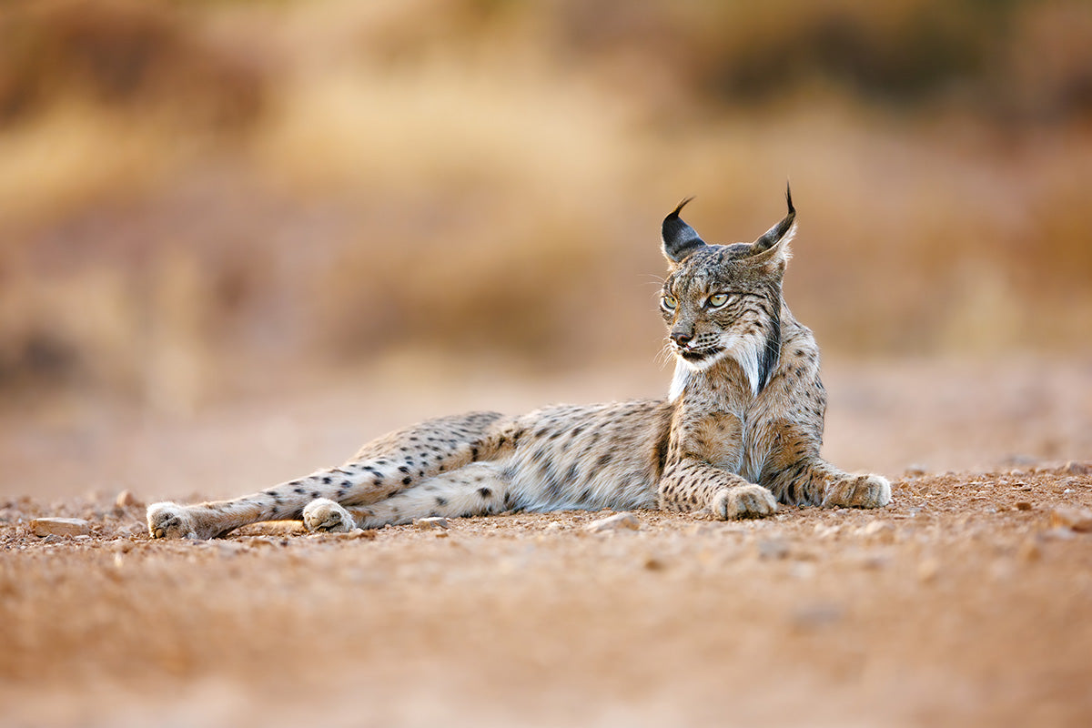 Lince ibérico tumbado con mirada lateral