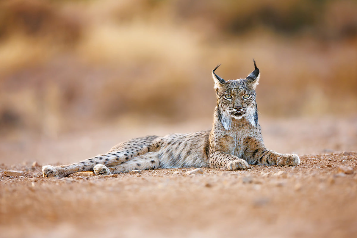 Lince ibérico tumbado con mirada frontal
