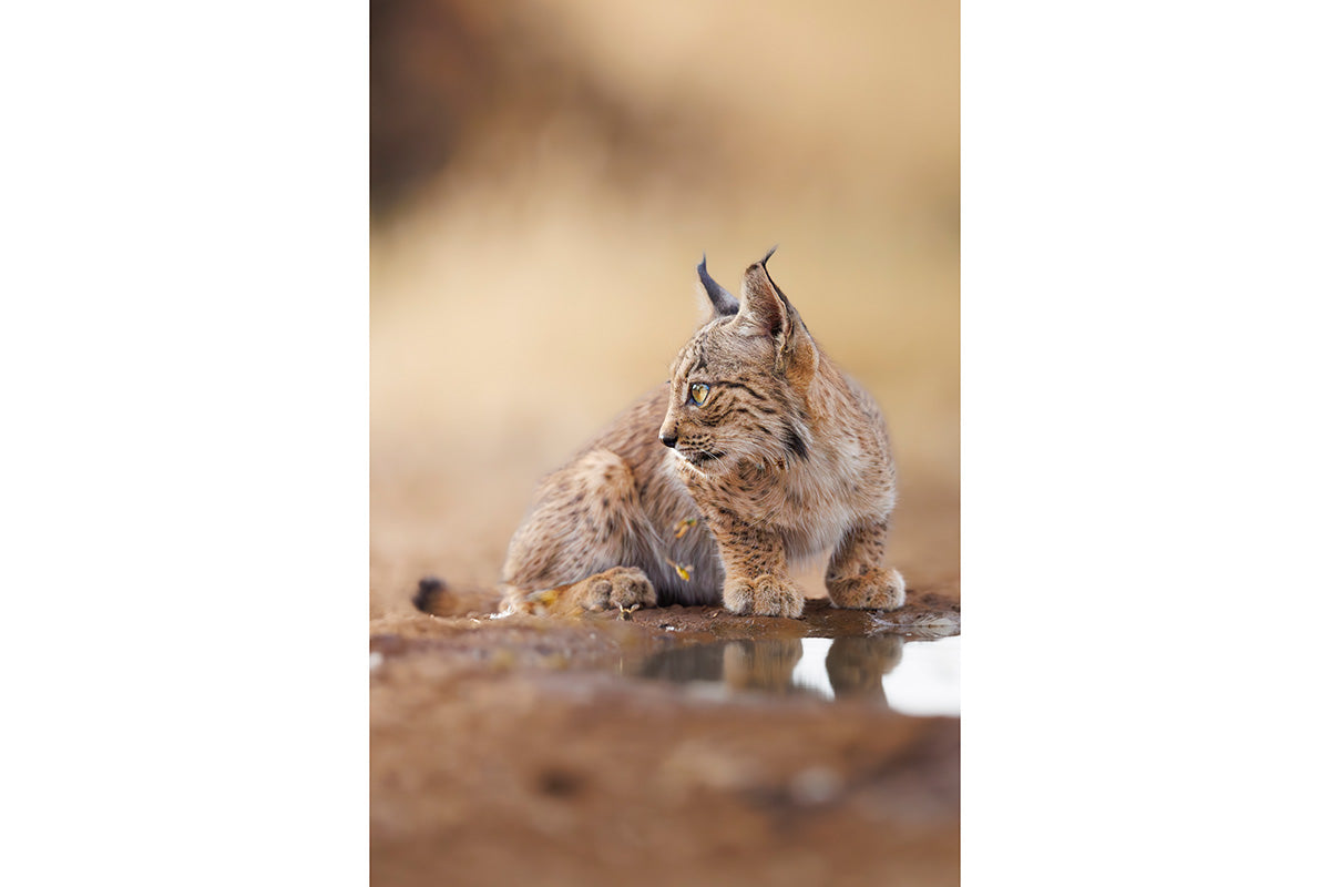 Cachorro de lince mirando a un lado