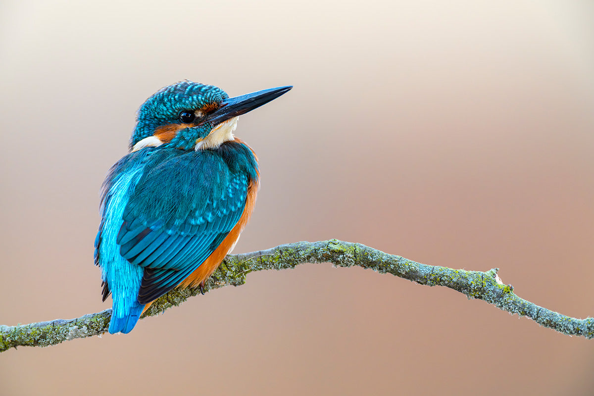 Martín pescador en fondo crema mirando a la derecha