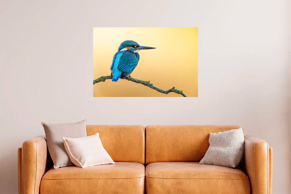 Martín pescador en fondo anaranjado