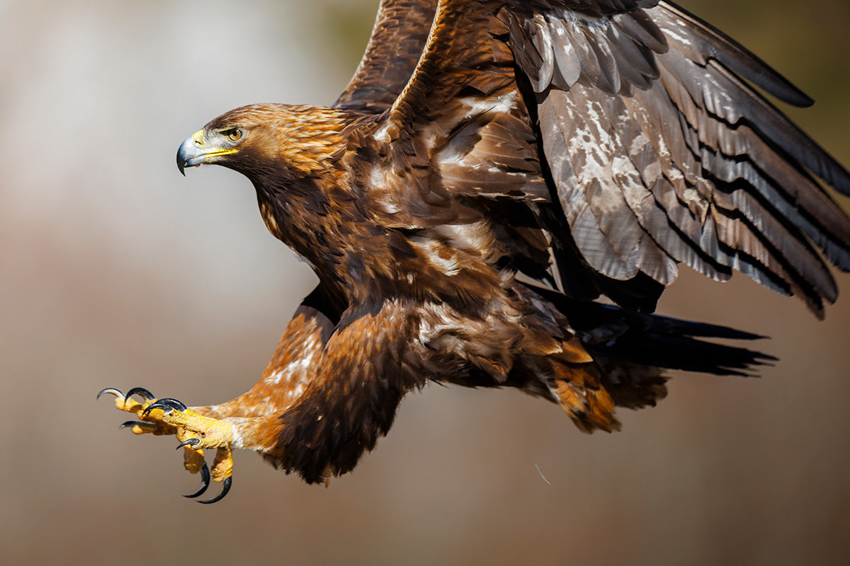 Águila real con las garras extendidas